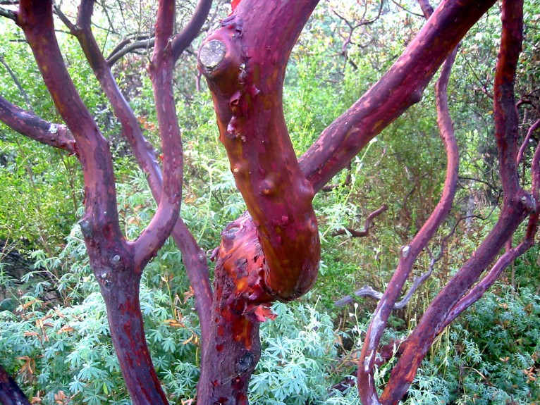 Madrone
